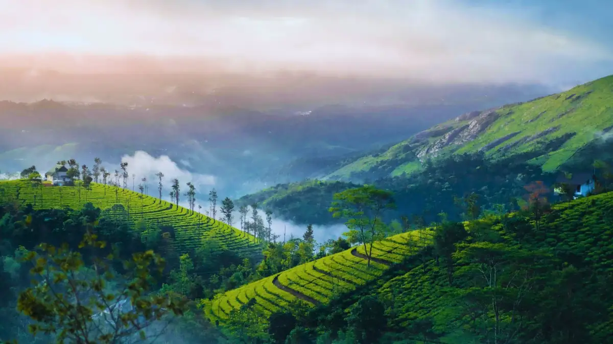 Munnar, Kerala